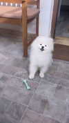 elsgatti Altpins Profile Picture