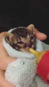 evasela__ Altpins Profile Picture