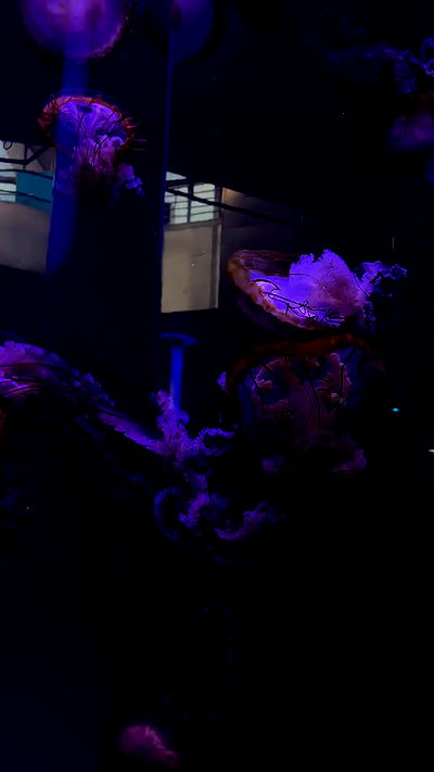 natalllluli natalllluli archive video