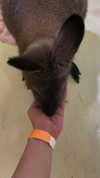 dante_yangpa Altpins Profile Picture