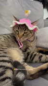 shanidahan7 Altpins Profile Picture
