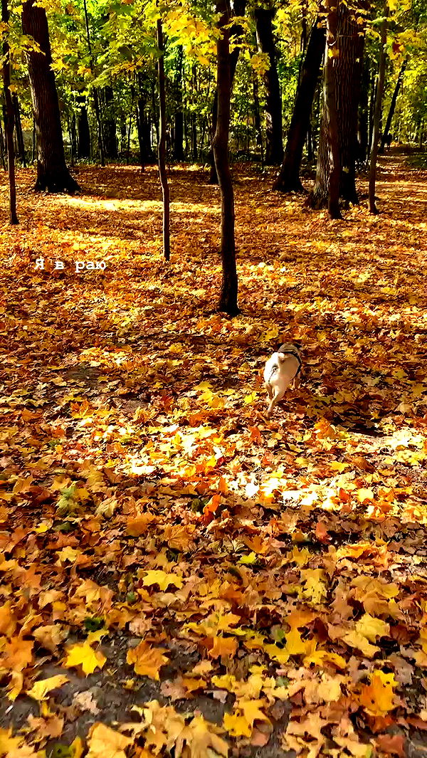 nyityam archive video preview