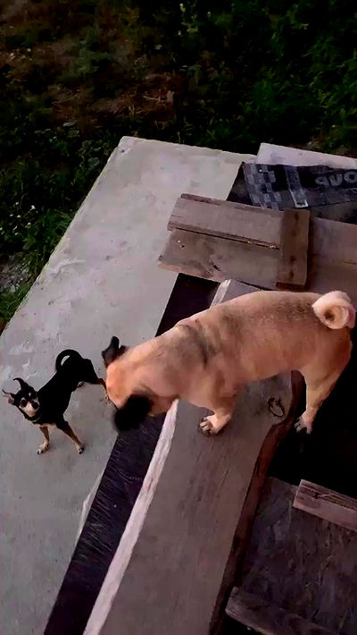 nyityam nyityam archive video