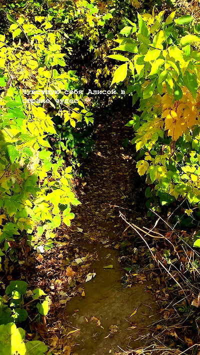 nyityam nyityam archive video