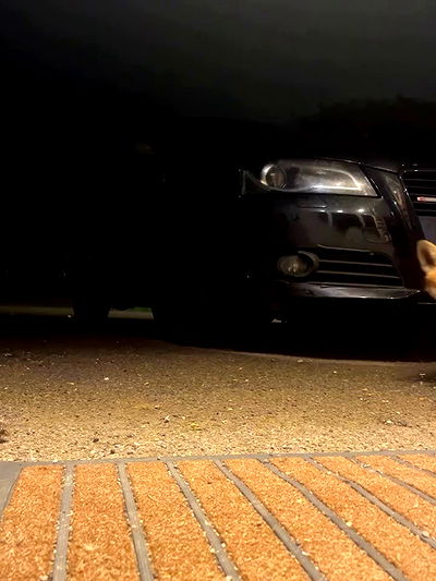 kitty.elliss kitty.elliss archive video