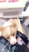 imskirby Altpins Profile Picture
