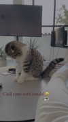 sonia_litvanchuk Altpins Profile Picture