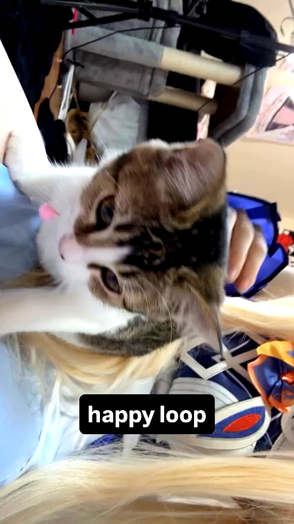 ashisbees archive video preview