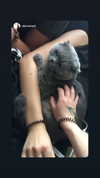 ptpchik Altpins Profile Picture