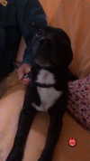 rott3nbambi Altpins Profile Picture