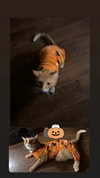 butter.on.a.poptart69 Altpins Profile Picture