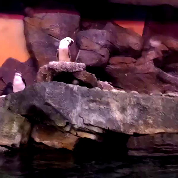 azzyland archive video preview