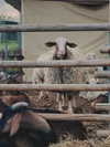 hadas_mayer_ Altpins Profile Picture
