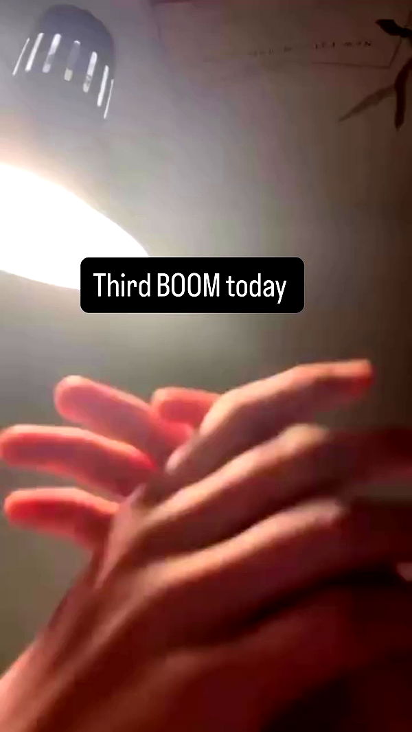 swholeanimal archive video preview