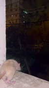 jade699x3 Altpins Profile Picture