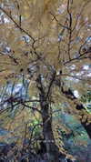 itsilanosh Altpins Profile Picture