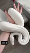 alyri_tv Altpins Profile Picture