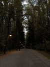alishevs Altpins Profile Picture