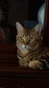 laurinchhhe Altpins Profile Picture