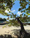 rouxroux.tv Altpins Profile Picture