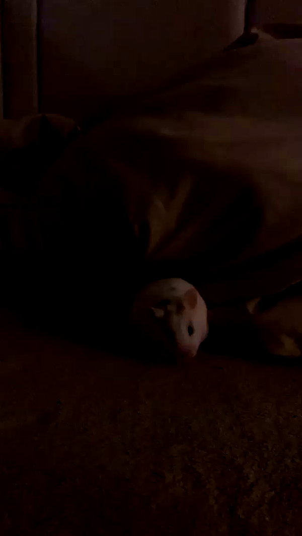 lilih archive video preview