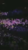 biton__adi Altpins Profile Picture