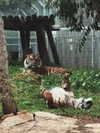 laluzone Altpins Profile Picture