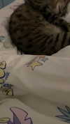 shanidahan7 Altpins Profile Picture