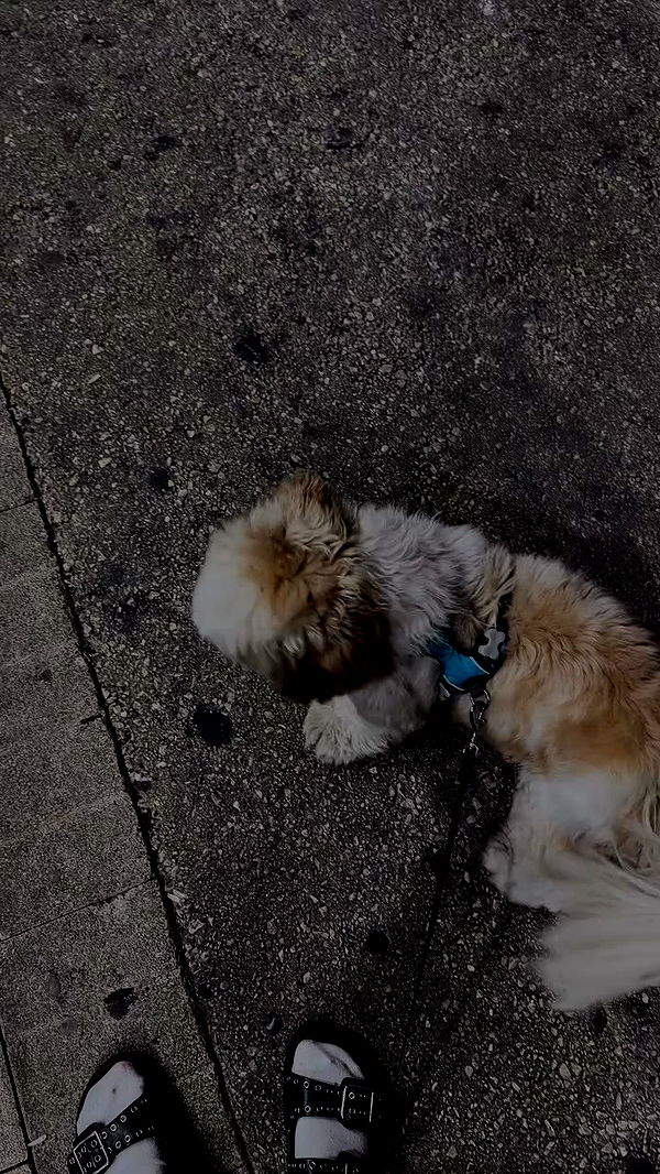 _._dianush._ archive video preview