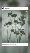 moonliliaght Altpins Profile Picture