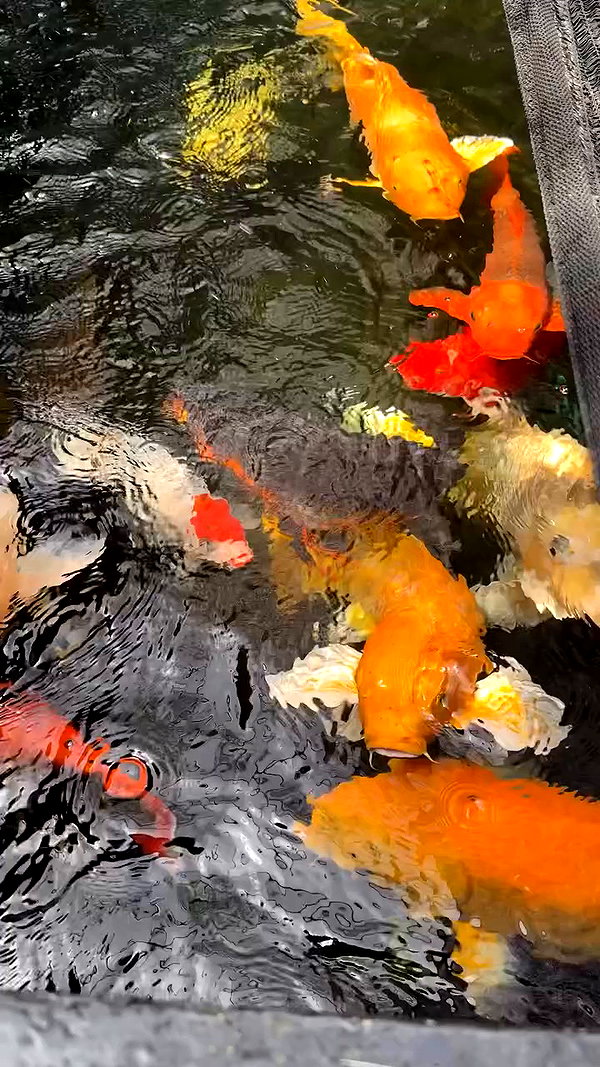 nokiaexe archive video preview