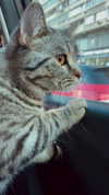 milena_milachich Altpins Profile Picture