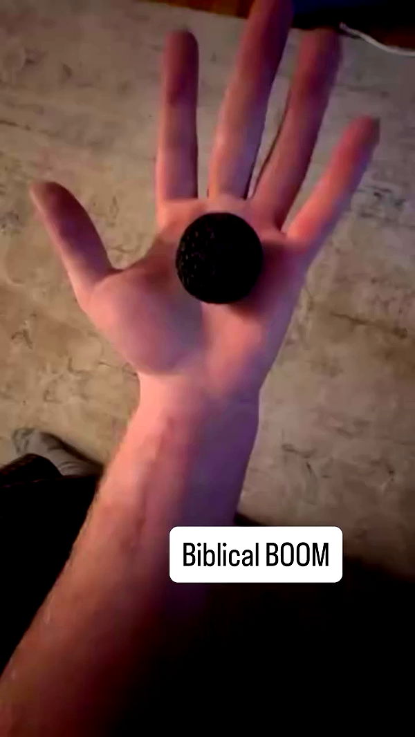 swholeanimal archive video preview