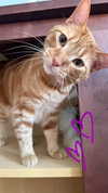 sweetmuffinnss Altpins Profile Picture