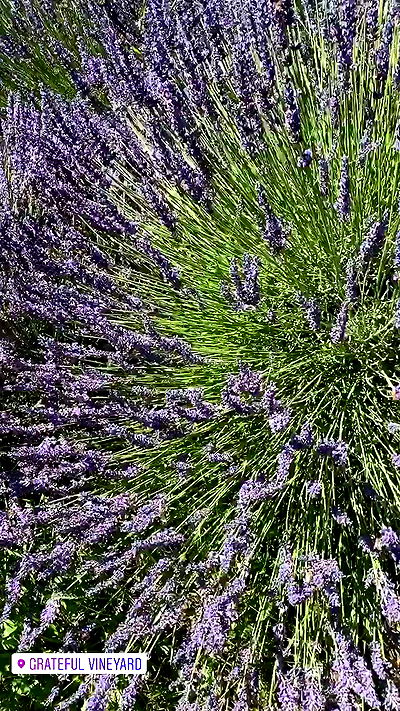 taylor.creeden taylor.creeden archive video