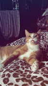 _ociaa_05 Altpins Profile Picture