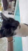 lollinski Altpins Profile Picture