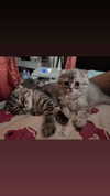 wannabeyourbabygirl Altpins Profile Picture