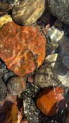 roni_ackerman Altpins Profile Picture