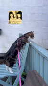 jahia_brown Altpins Profile Picture