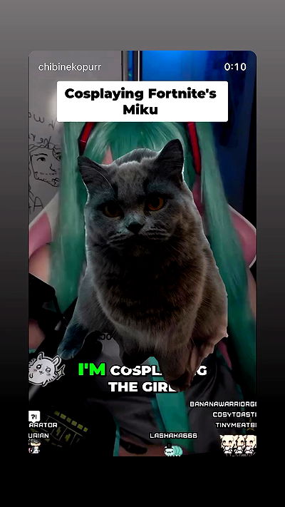 chibinekopurr chibinekopurr archive video