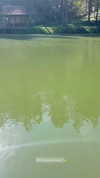 ancideja Altpins Profile Picture
