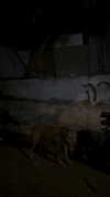 ker888nyz Altpins Profile Picture
