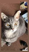 jahia_brown Altpins Profile Picture