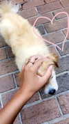 elizabethcampbelljones Altpins Profile Picture