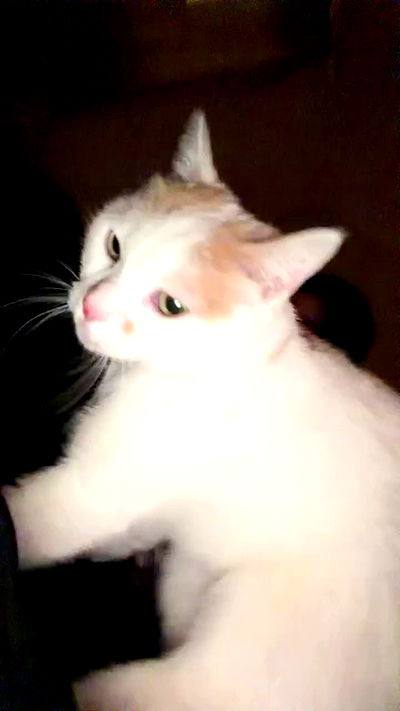 strawberryshanz strawberryshanz archive video