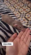 nylthria Altpins Profile Picture