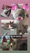 luvstuff3r Altpins Profile Picture