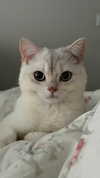 rachelchaleff Altpins Profile Picture