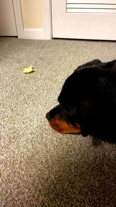 cyberbunniex cyberbunniex archive video